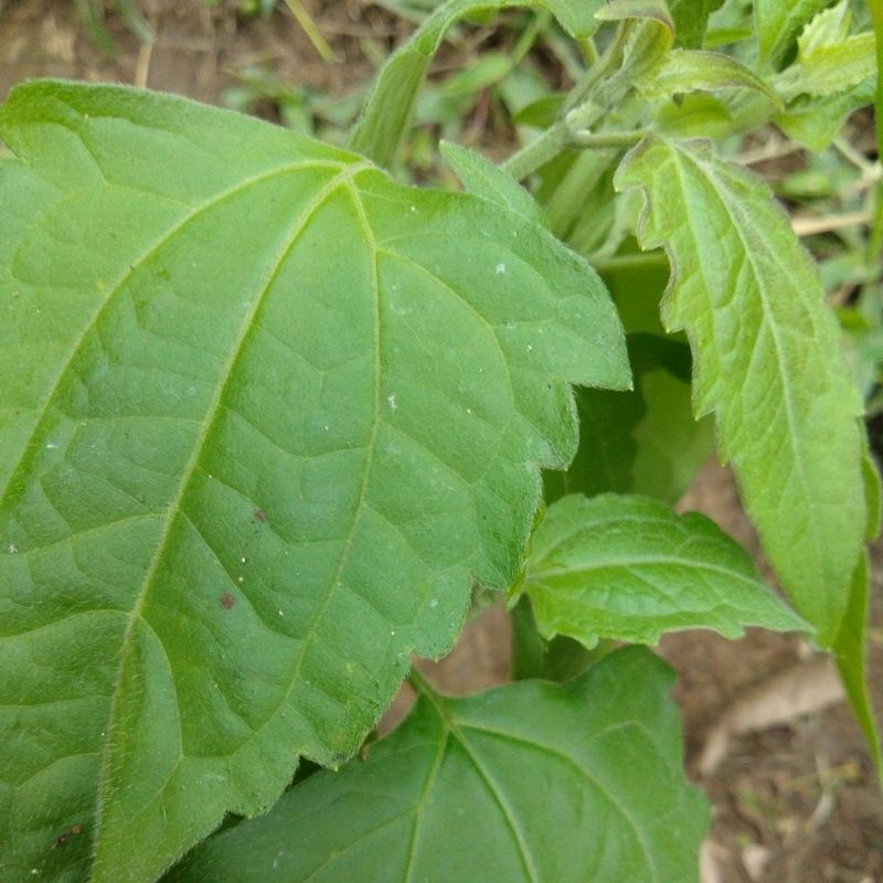 Daun balakacida untuk herbal
