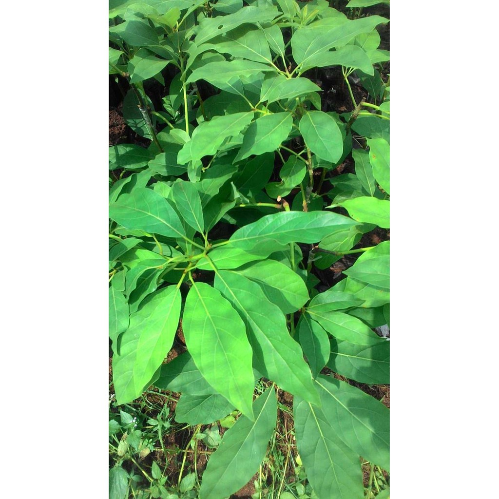 Bibit tanaman buah alpukat hass-hass avocado-alpukat australia