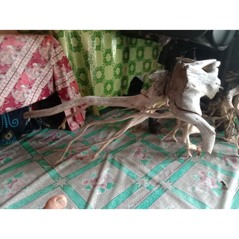 AKAR KAYU SANTIGI TENGGELAM JUMBO UNTUK AQUARIUM