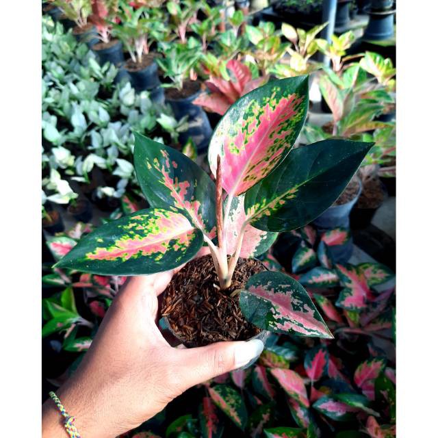 Tanaman Hias Aglaonema KOCHIN PARAMRUAY