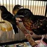Burung anak murai batu medan non gembung gambling