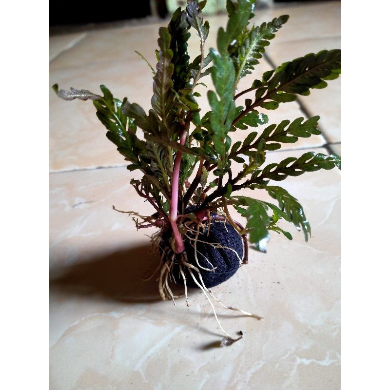 pinitipida media wabikusa