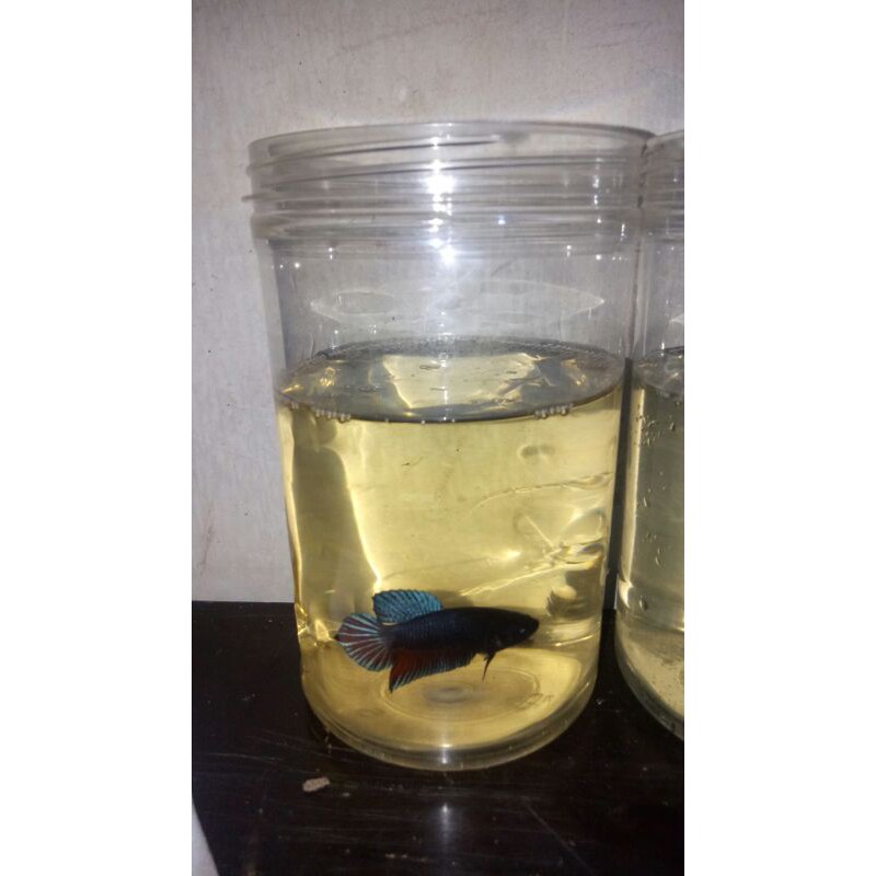 

cupang seri medan super male atau jantan