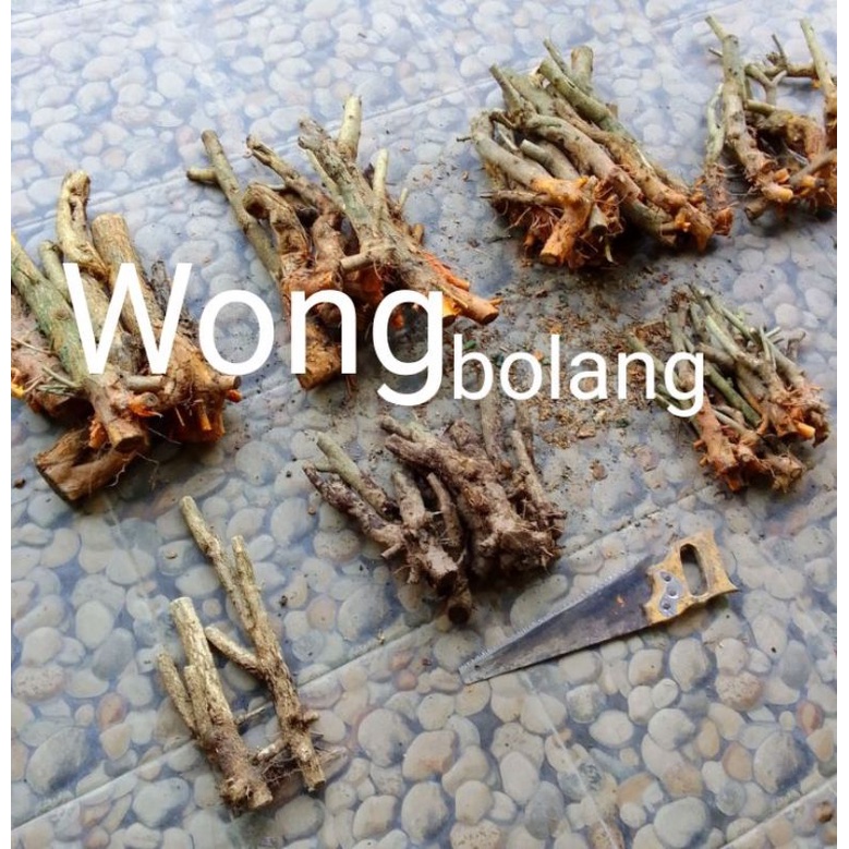 Bahan Bonsai Sisir/Tanaman Sisir/Bonsai kaliaga/Sisir akar merah/ Smoll,Mame berkarakter.