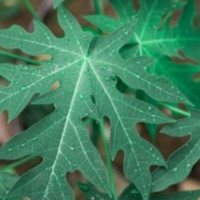 

Daun pepaya segar 500gr Herbal alami Murah Obat herbal alami murah asli dari kampung