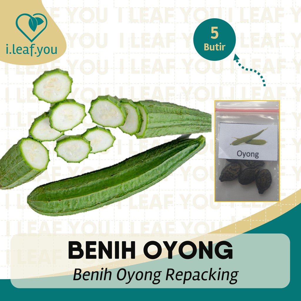 Benih Oyong 5 Butir Benih Oyong Serba Seribu