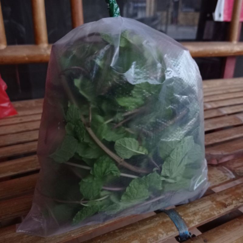 

Petikan Daun Mint di Makassar