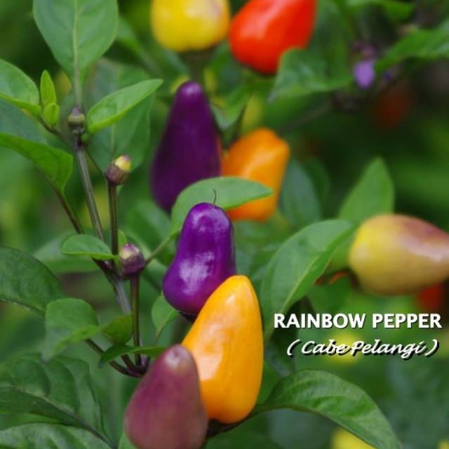 Benih Cabe Pelangi