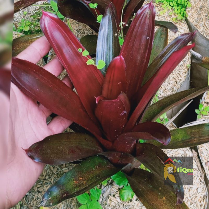 Bromelia pandan merah/bromelia merah besar/tanaman hias bromelia