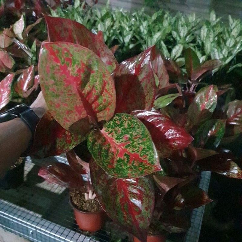 aglaonema red stardust