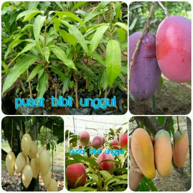 Paket 4 bibit mangga