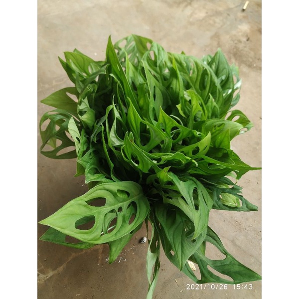 bibit tanaman bonggol monstera Janda Bolong Adansoni BIbit Fresh Cutting Monstera Adansoni