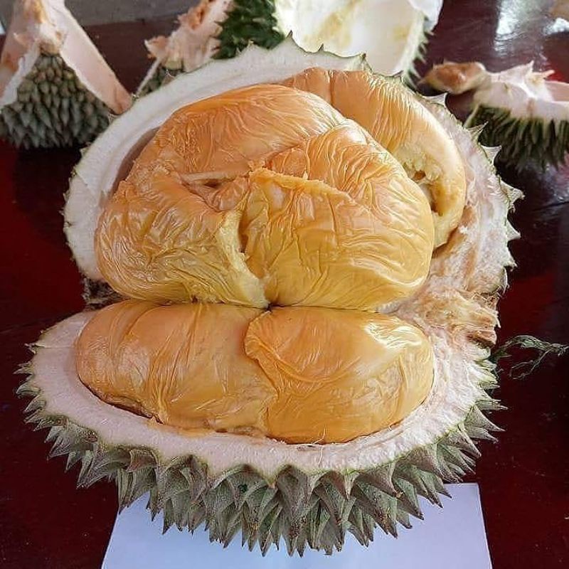 bibit durian duri hitam/ochee
