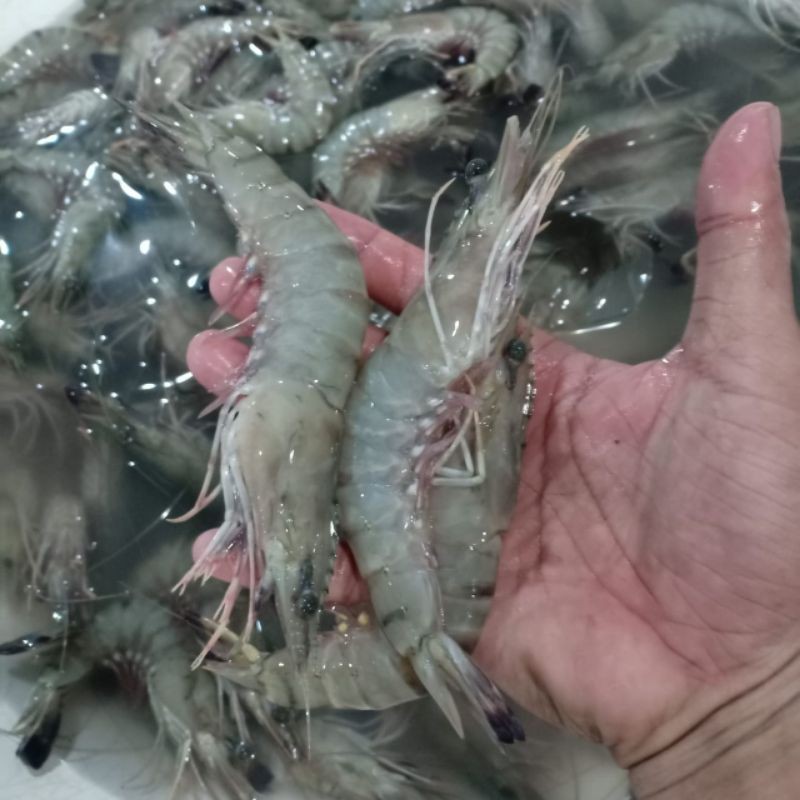 

UDANG WINDU SEGAR HARIAN