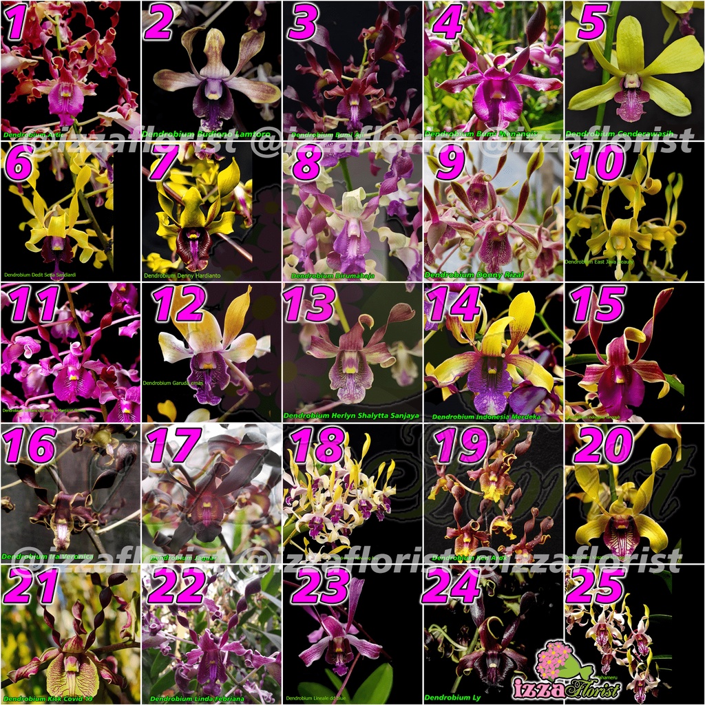 Anggrek Dendrobium Keriting Remaja koleksi