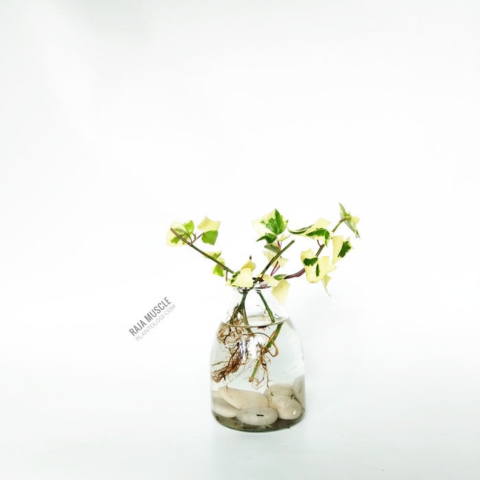 Aquaterra - Hedera Helix Ivy / Tanaman Hias Varigata Putih