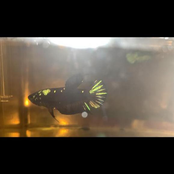 Terlaris Ikan Cupang Avatar / Bbl