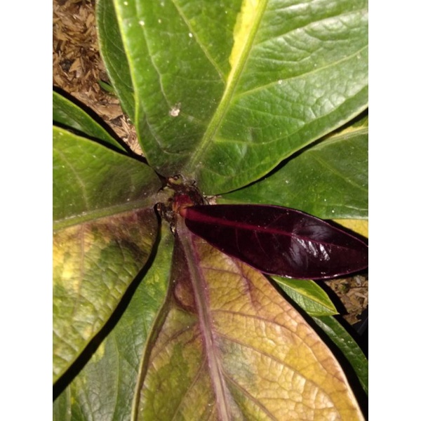 jemani hitam varigata