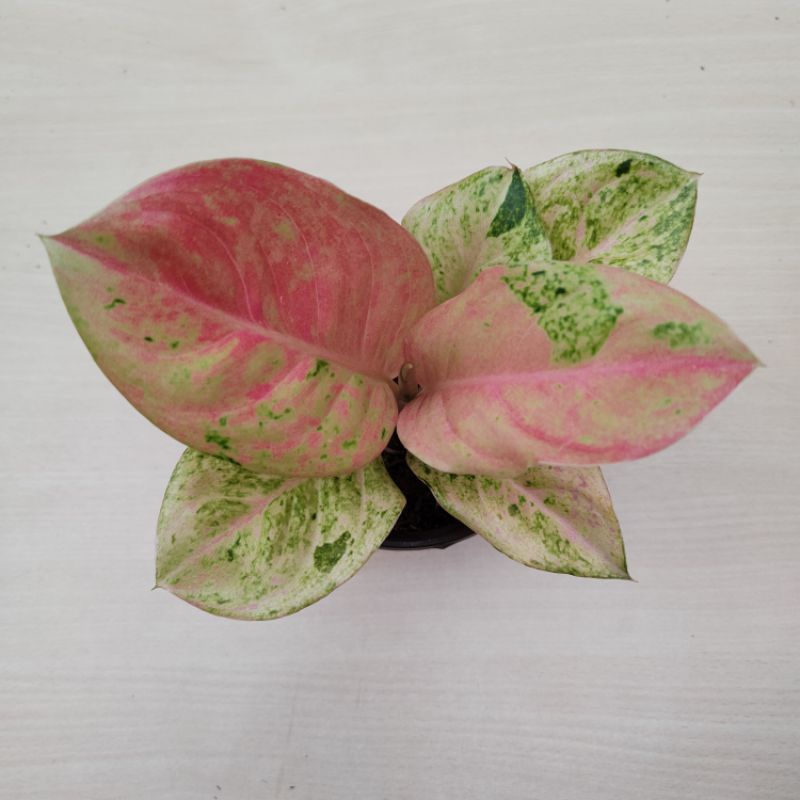 Aglonema emerald mutasi