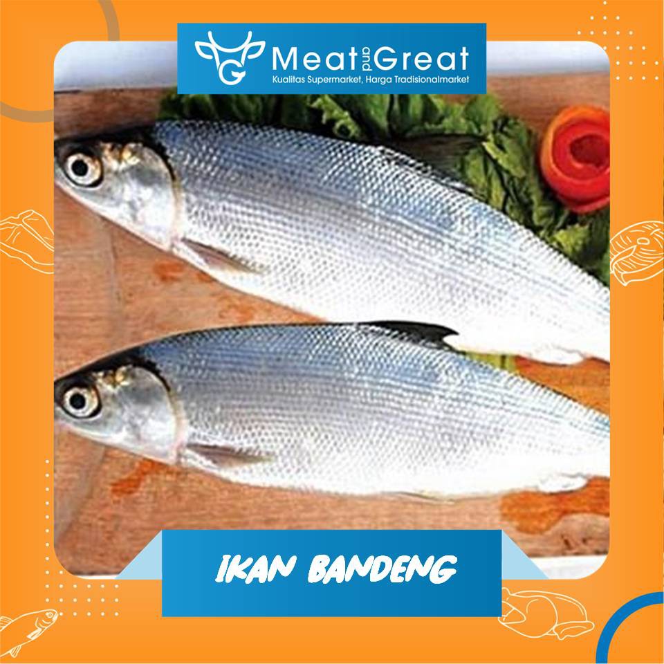 

Ikan Bandeng Segar 1 kg & 500gr