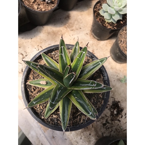 tanaman hias kaktus dan skulen hidup hawortia pot12