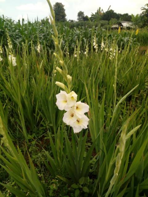 Benih Bunga Gladiol