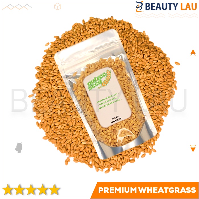 BENIH RUMPUT GANDUM KUCING 100GR BIBIT WHEATGRASS MICROGREEN SEED IMPORT MURAH