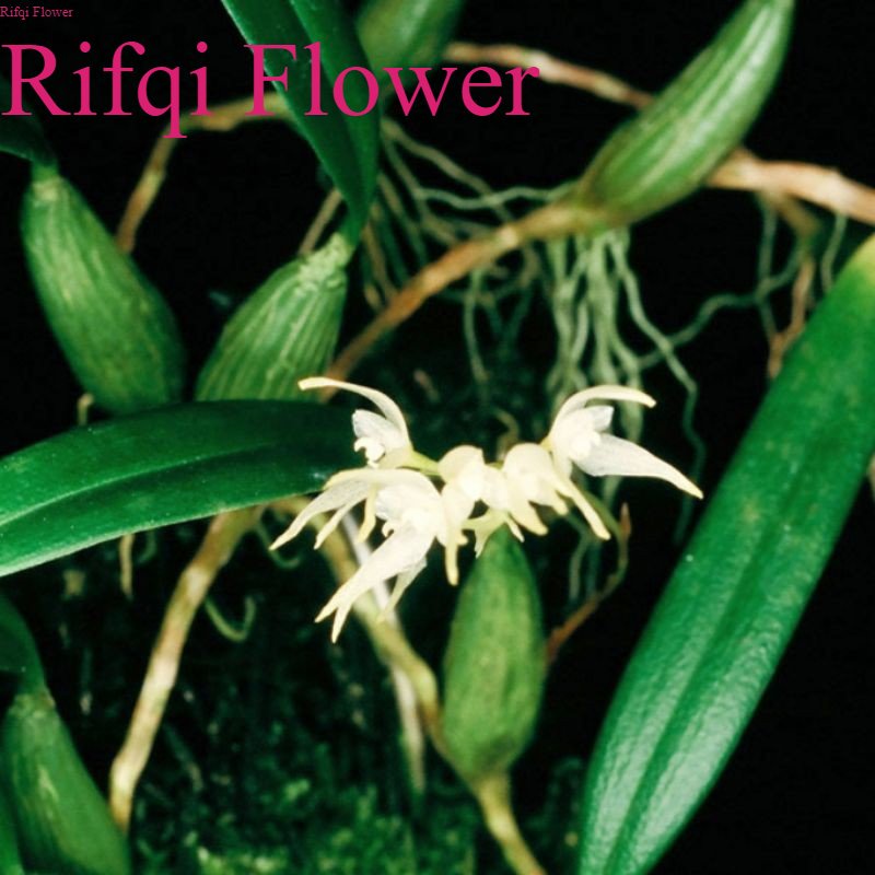 Tanaman Hidup Anggrek Bulbophyllumsulcatum Anggrek Hutan Sumatera Anggrek Batang Hijau Rifqi Flower