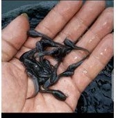 bibit ikan lele Sangkuriang 4-5 cm (paket 100 ekor)
