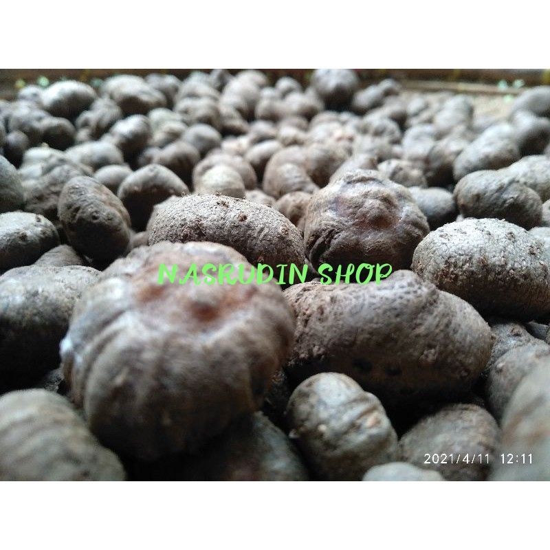 

[Fresh] BIBIT PORANG / KATAK PORANG / BIBIT KATAK PORANG ASLI DORMAN / AMORPHOPHALLUS KONJAC /