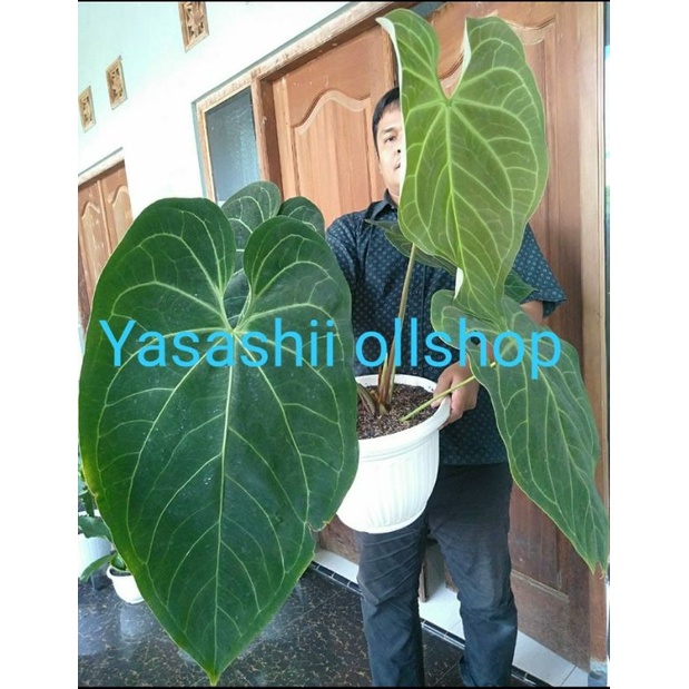 anthurium regale x magnificum super jumbo 5 daun