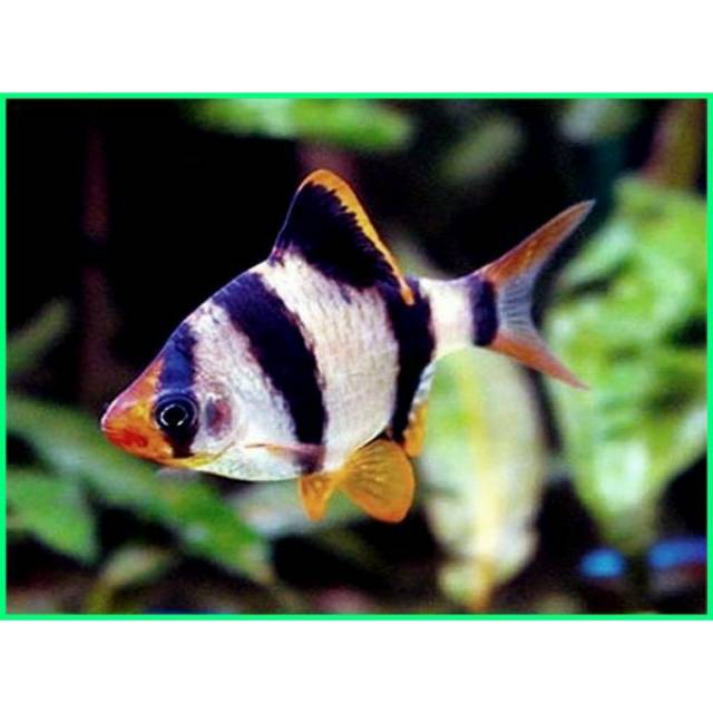 

Ikan SUMATRA tigerbarb perbox isi 10ekor
