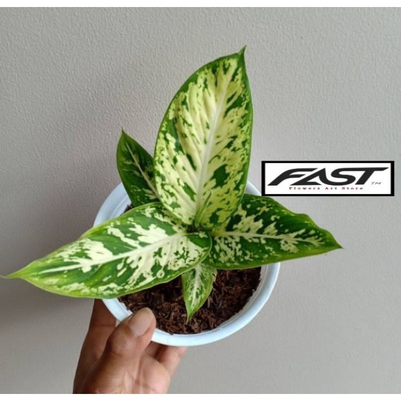 [Flowers.Art] Tanaman Hias Aglonema Sparkle - Srirezeki - Aglonema Sparkel - Aglonema Sparkle