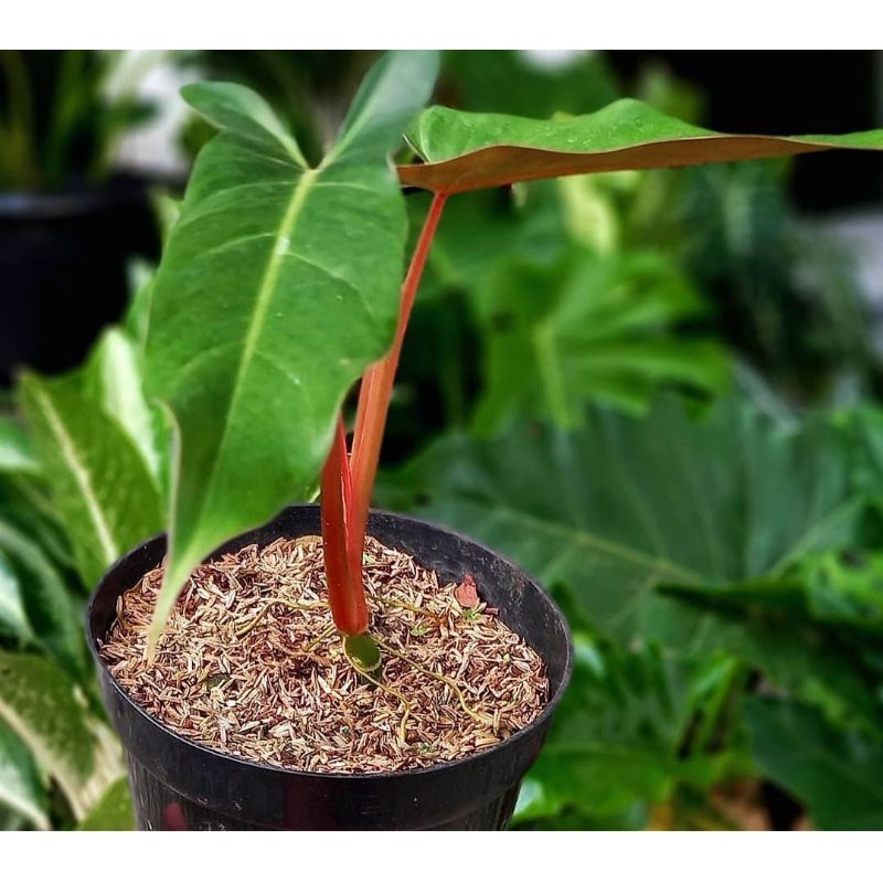 Tanaman hias philodendron mexicanum / philo mercy