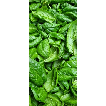 Spinach Horenso Organik