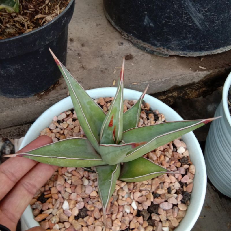 Tanaman Sansivera Pinguin