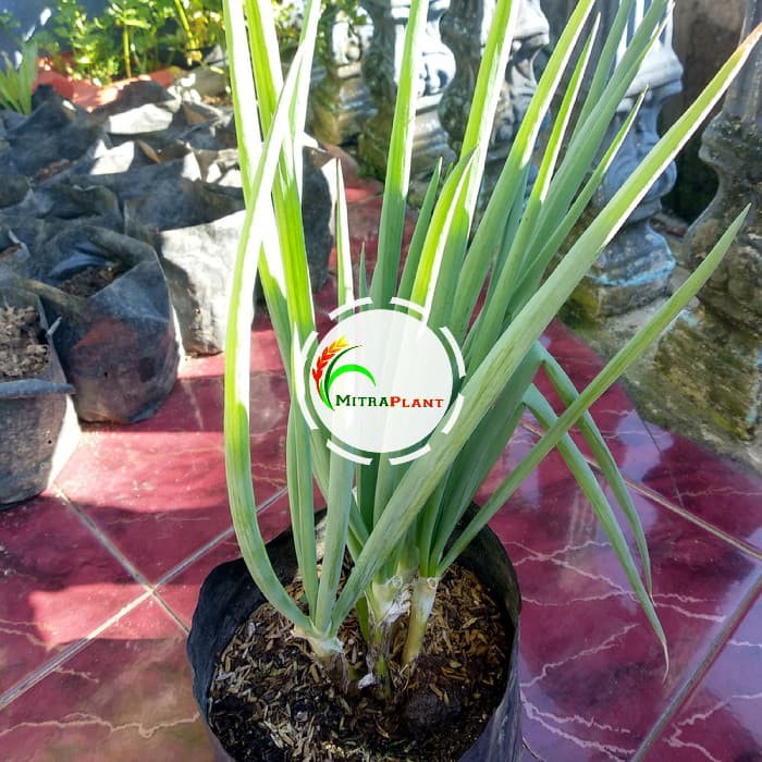 Bibit Daun Bawang Tanaman Bawang Bakung Bawang Prei Bawang Sayur