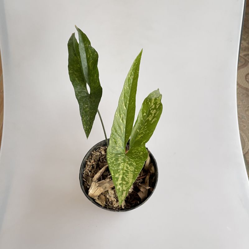 Cyrtosperma Beccarianum