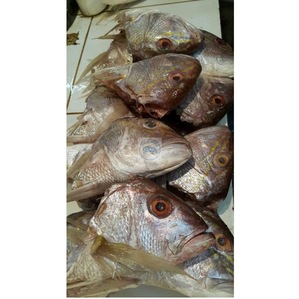 

Kepala Ikan Kakap Putih Segar - Fresh Snnaper Head