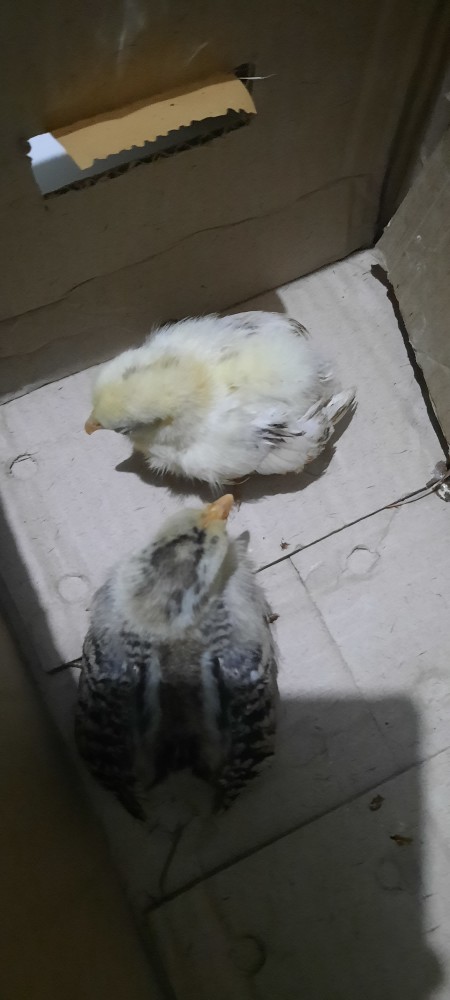 Ayam Hias /anak Ayam Serama /kate Ceper/poland/batik Kanda/batik Itali/chocin