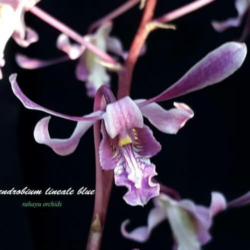 Seedling Anggrek Dendrobium Lineale Blue