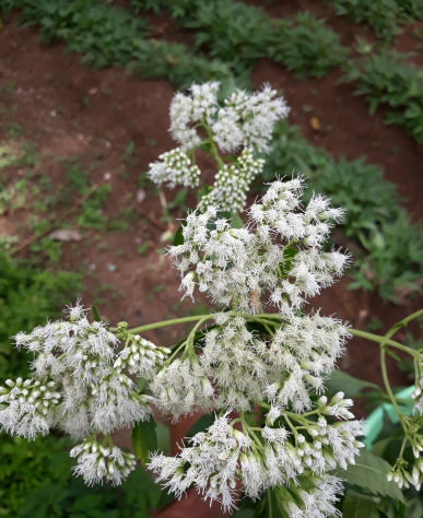 

Terlaris daun kirinyuh segar 1kg/kirinyuh