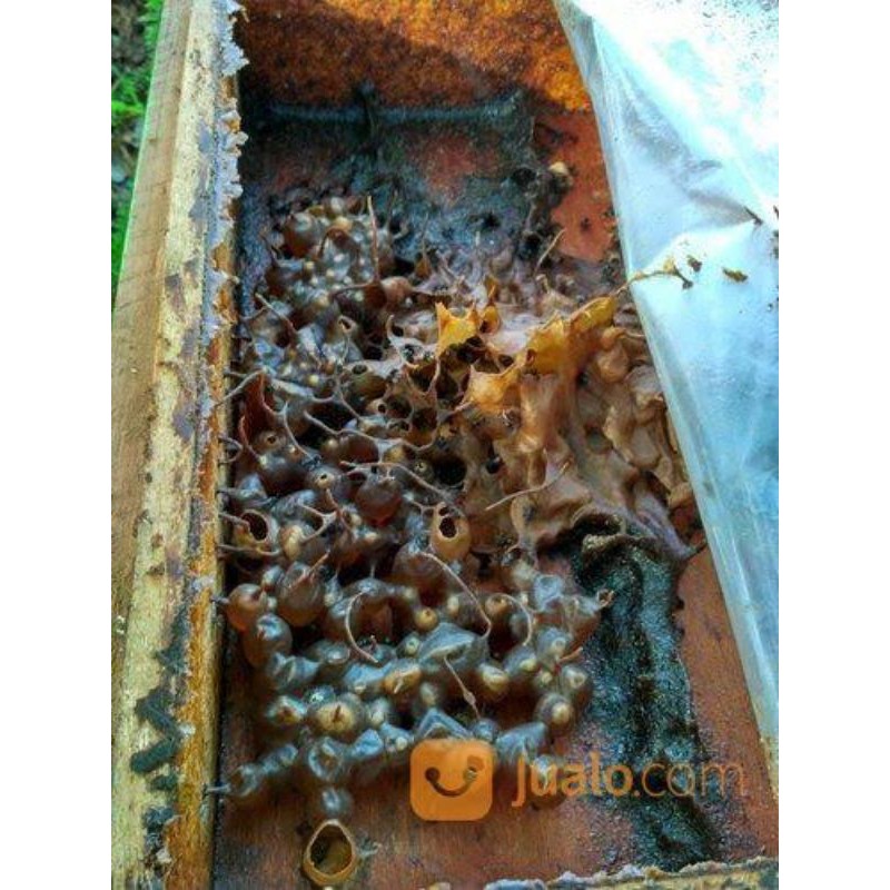 

madu kelulut