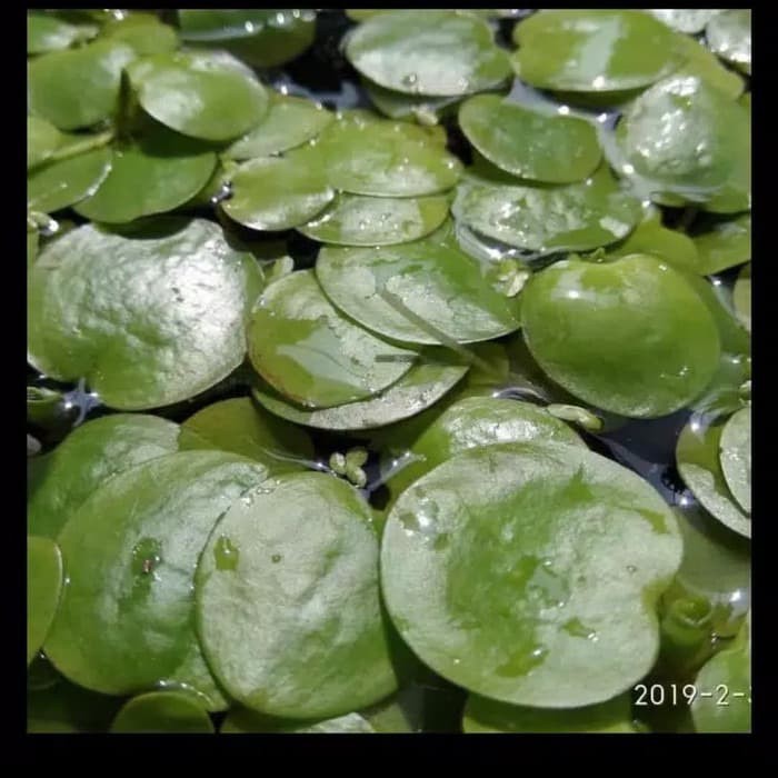 AMAZON FROGBIT TANAMAN AIR PENYERAP AMONIAK GOJEK GRAB AMAZON FROGBIT TANAMAN AIR PENYERAP AMONIAK GOJEK GRAB