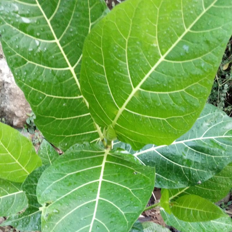 

DAUN HERBAL AWAR AWAR SEGAR
