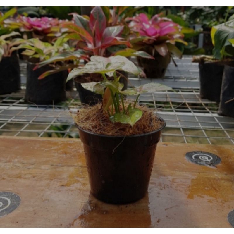 Syngonium "Maria Allusion" / Nephthytis - Tanaman Hias Syngonium Mini Merah