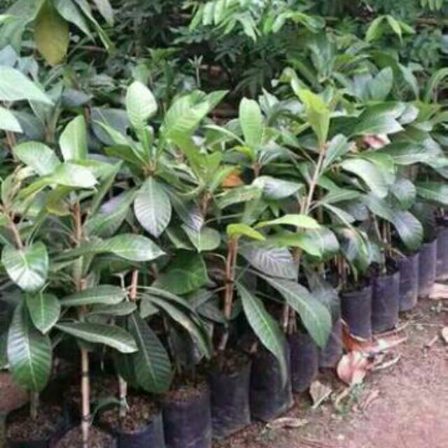 Bibit Buah Sawo Raksasa atau Mamey sapote