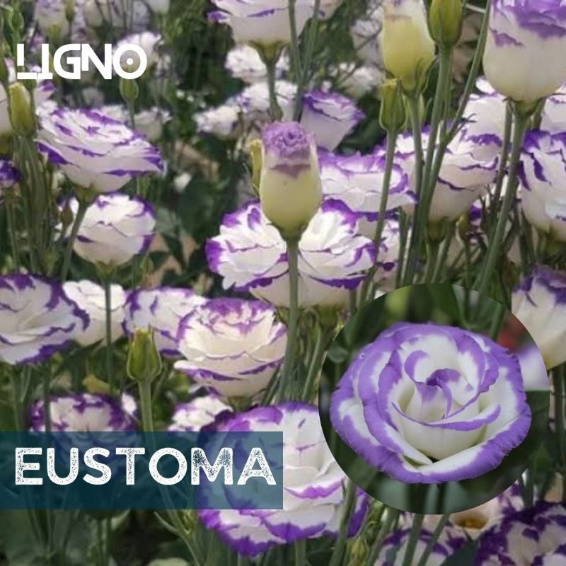 Benih EUSTOMA BLUE Picotee Lisianthus Biji Bibit Bunga