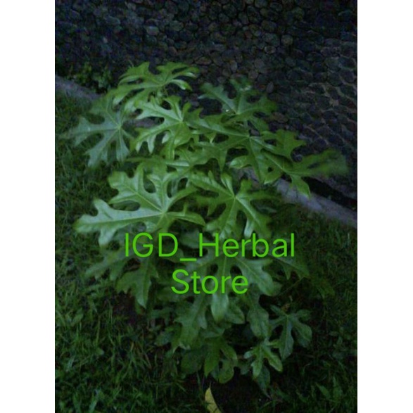 

Daun gedi atau daun pepaya Jepang segar 30helai