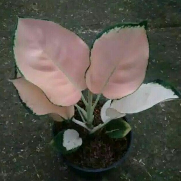 Aglonema Kochin Sutra - Tanaman Hias Aglonema Kochin Sutra